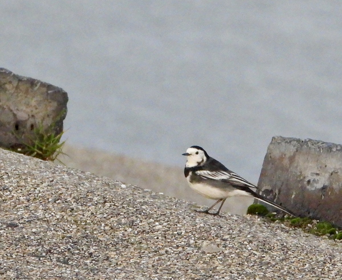White Wagtail (British) - ML646308713
