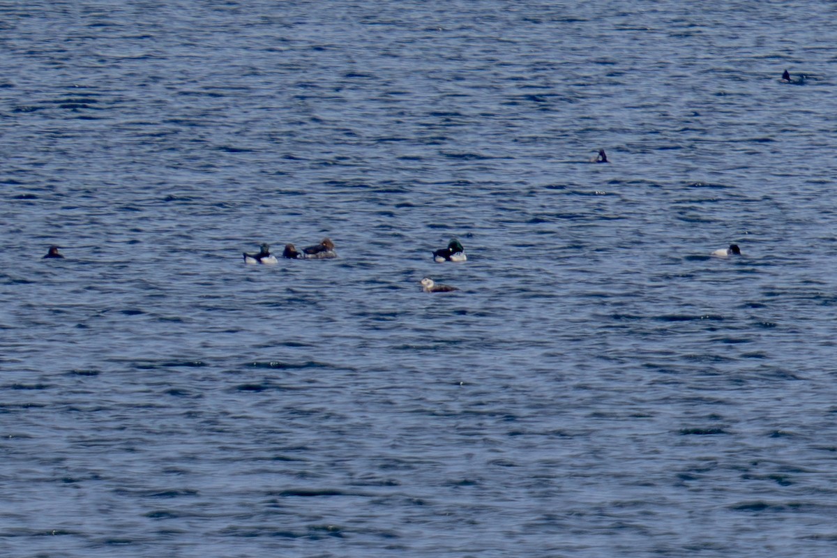 Long-tailed Duck - ML646308714