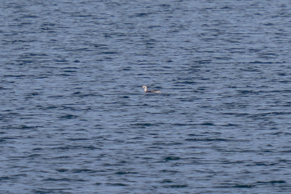 Long-tailed Duck - ML646308715