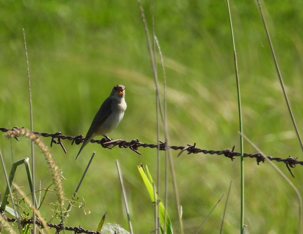 Double-collared Seedeater - ML646308717