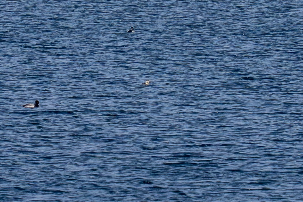 Long-tailed Duck - ML646308721