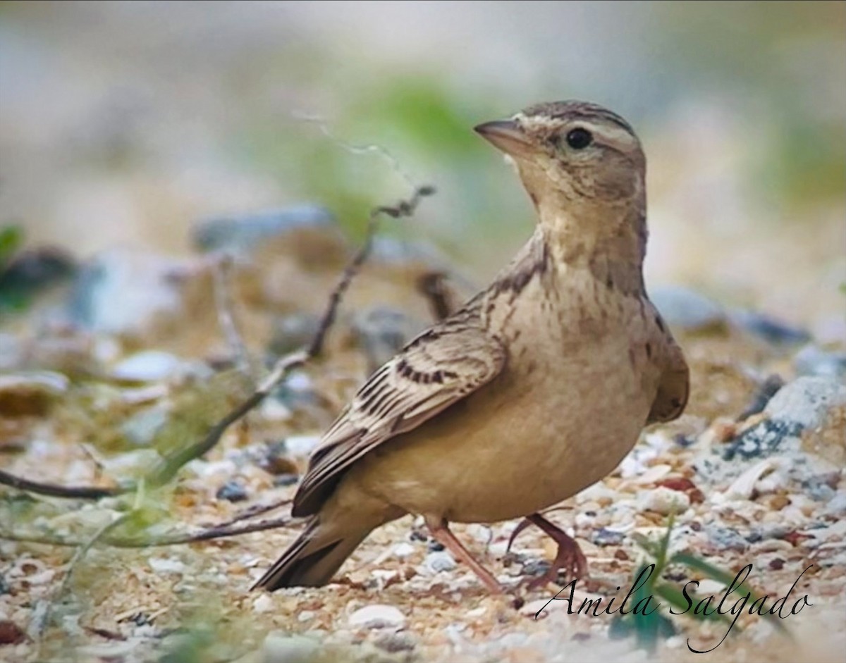 Mongolian Short-toed Lark - ML646308722