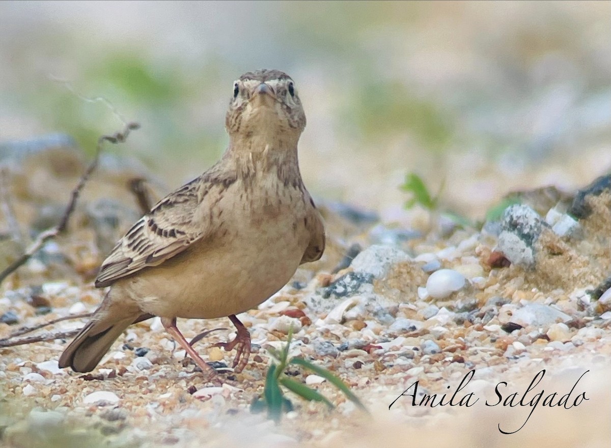 Mongolian Short-toed Lark - ML646308723