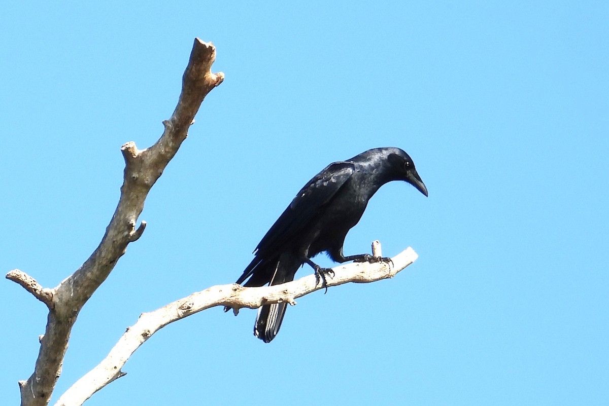 Fish Crow - ML646308725