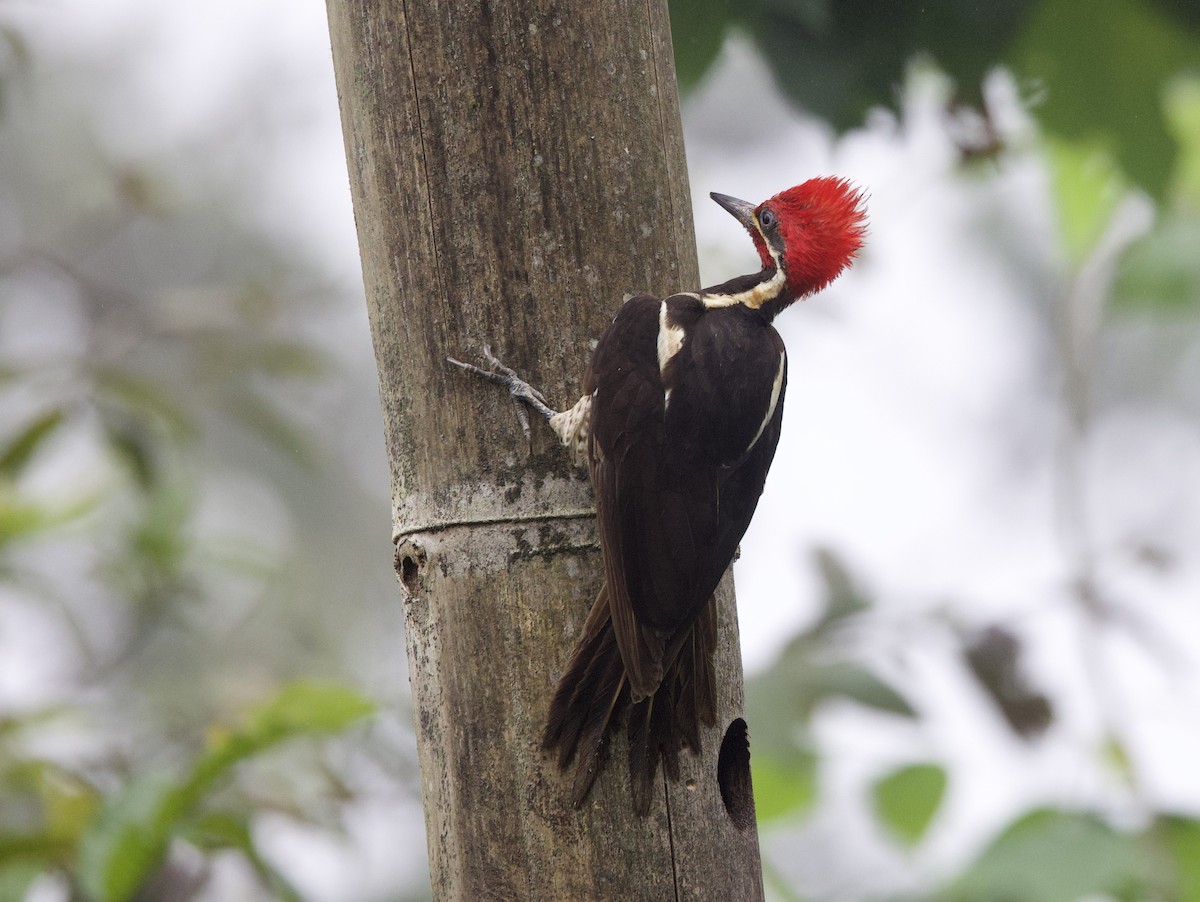 Жовна смугастобока - ML646308732
