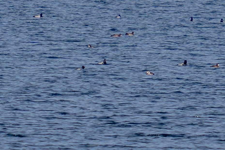 Long-tailed Duck - ML646308733