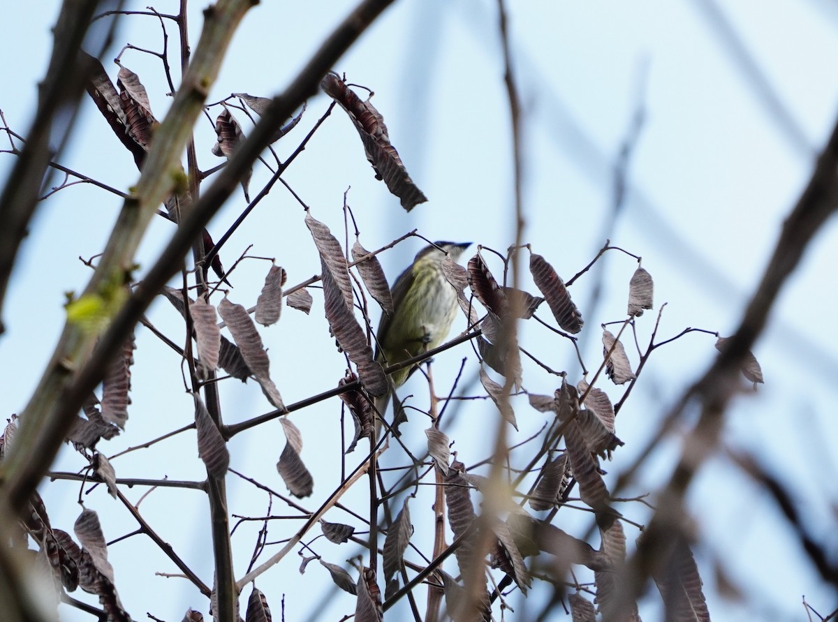 Piratic Flycatcher - ML646308734
