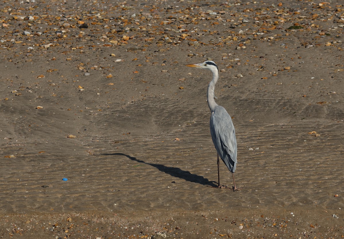 Gray Heron - ML646308735