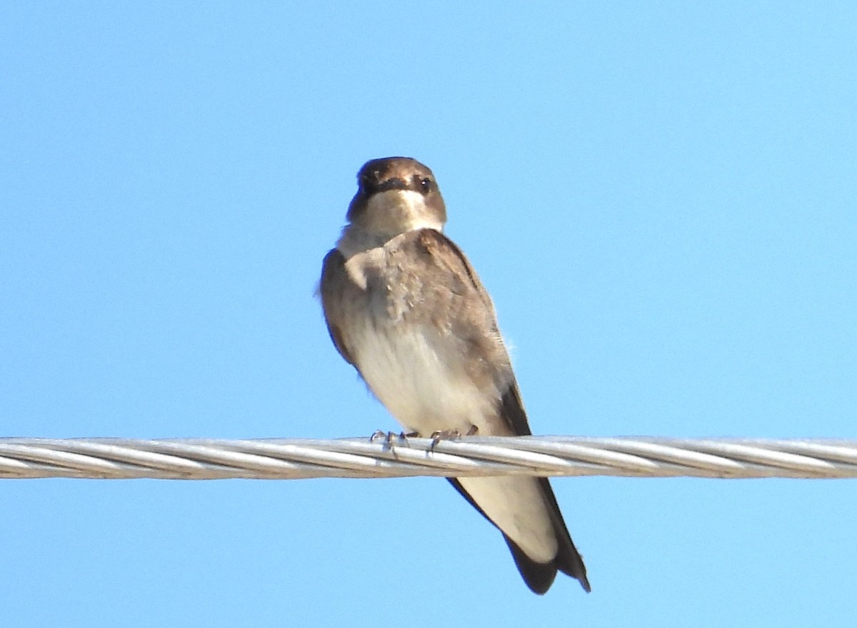 nordtaggsvale - ML646308737