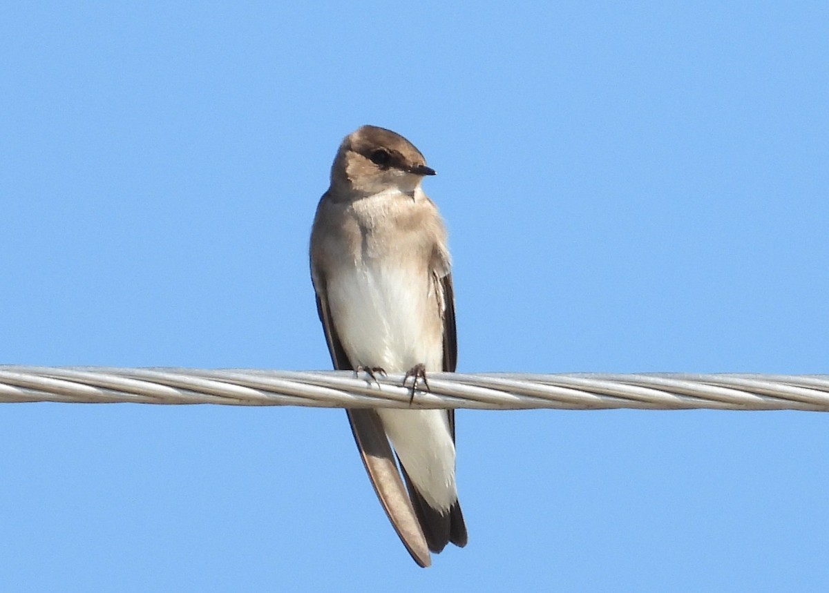 nordtaggsvale - ML646308738