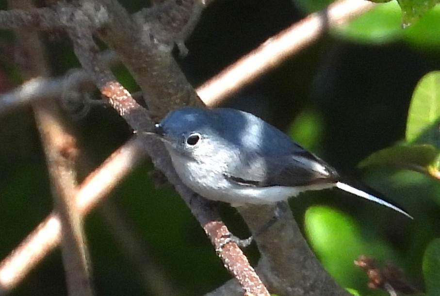 Blue-gray Gnatcatcher - ML646308747