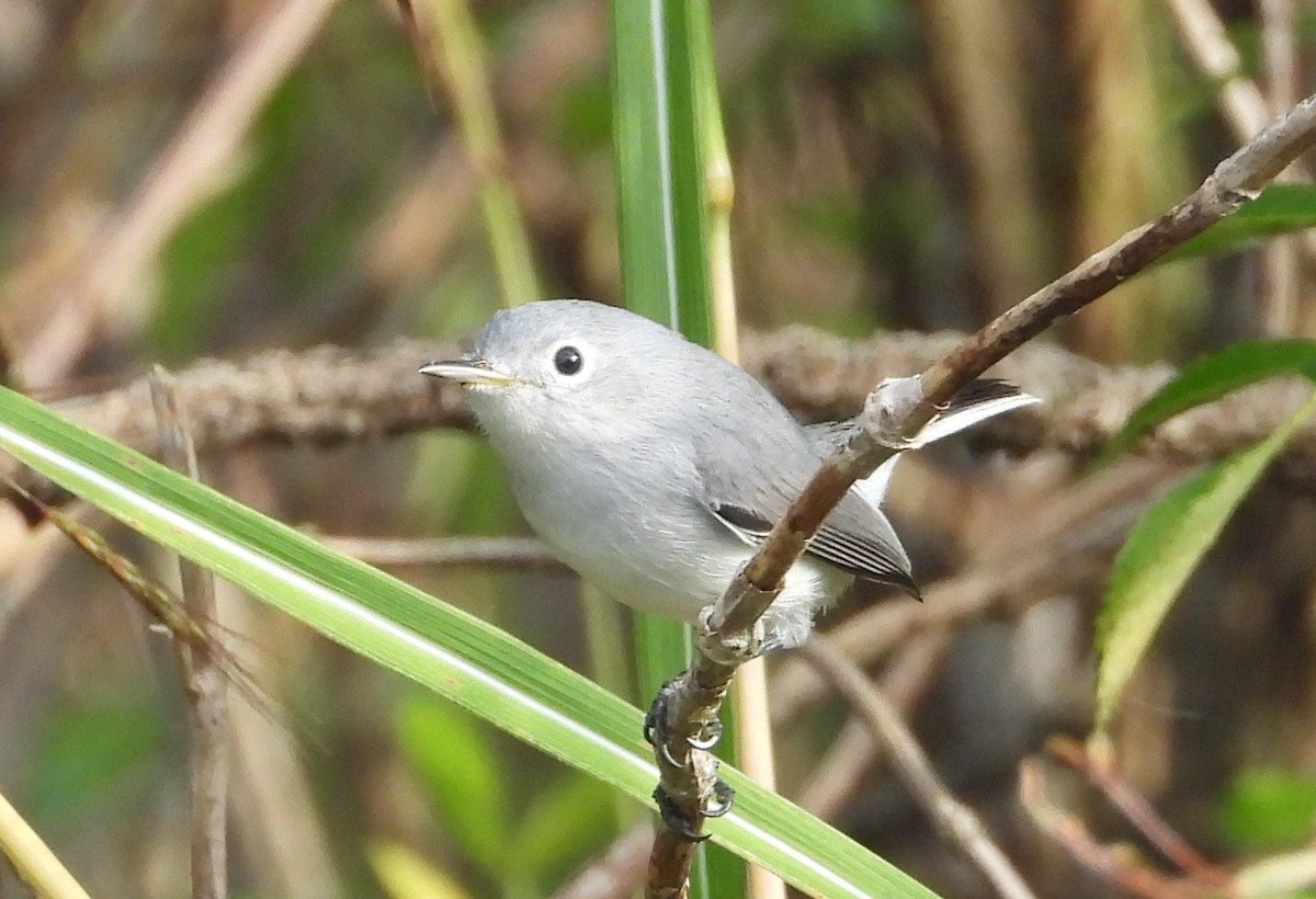 Blue-gray Gnatcatcher - ML646308748