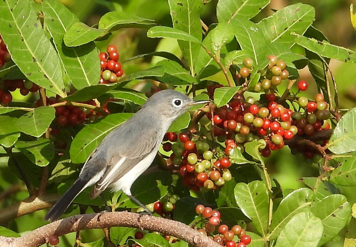 Blue-gray Gnatcatcher - ML646308749