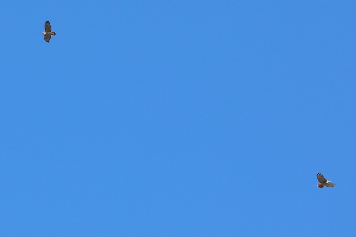 Red-tailed Hawk - ML646308751