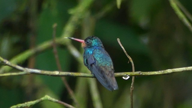 Rufous-throated Sapphire - ML646308752