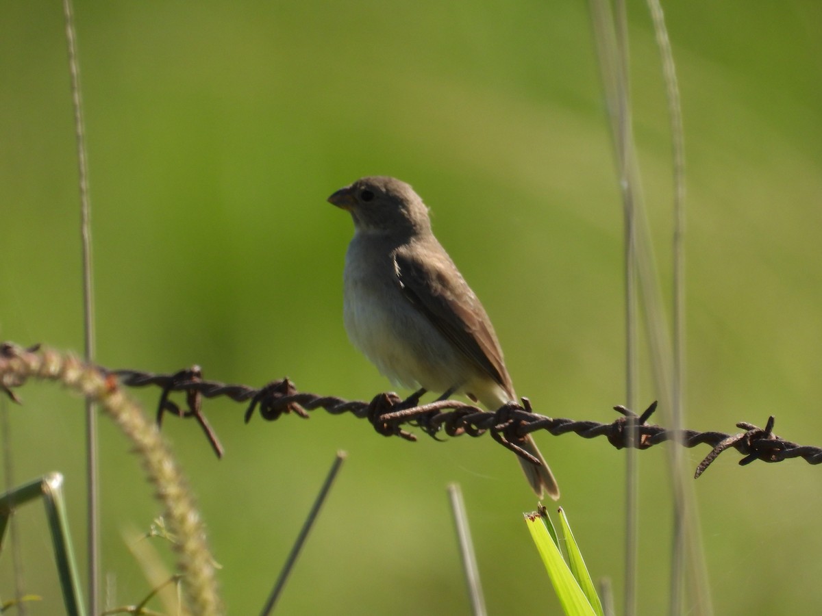 Double-collared Seedeater - ML646308753