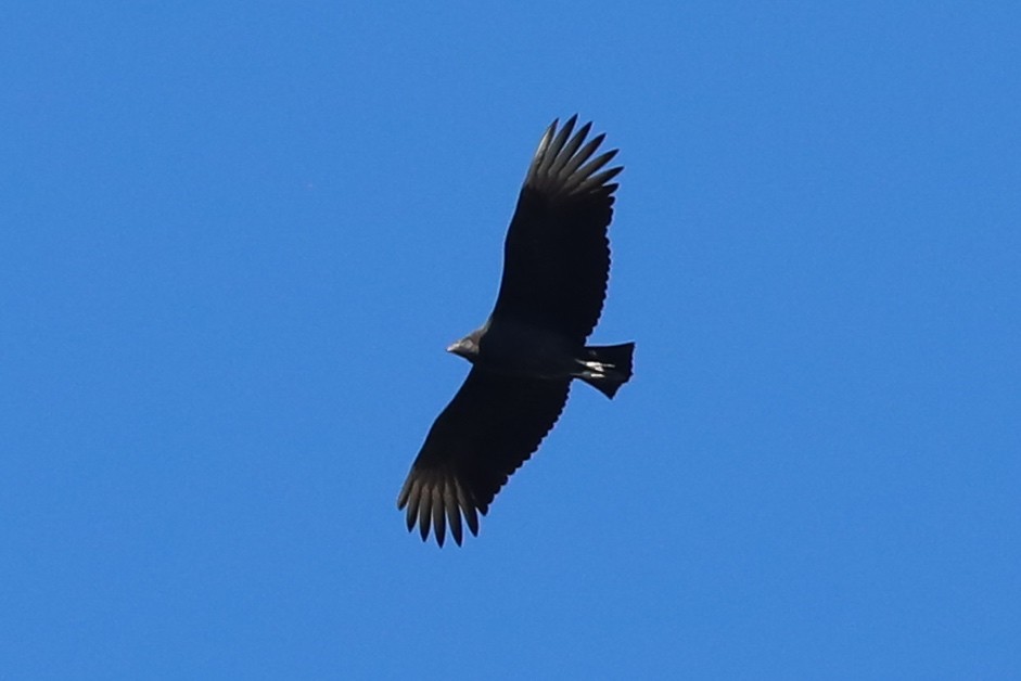 Black Vulture - ML646308755