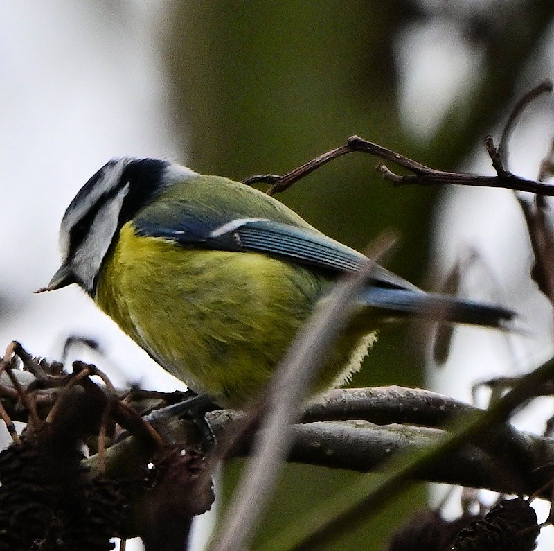 sýkora modřinka - ML646308756