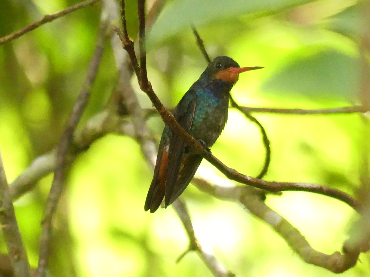 Rufous-throated Sapphire - ML646308759