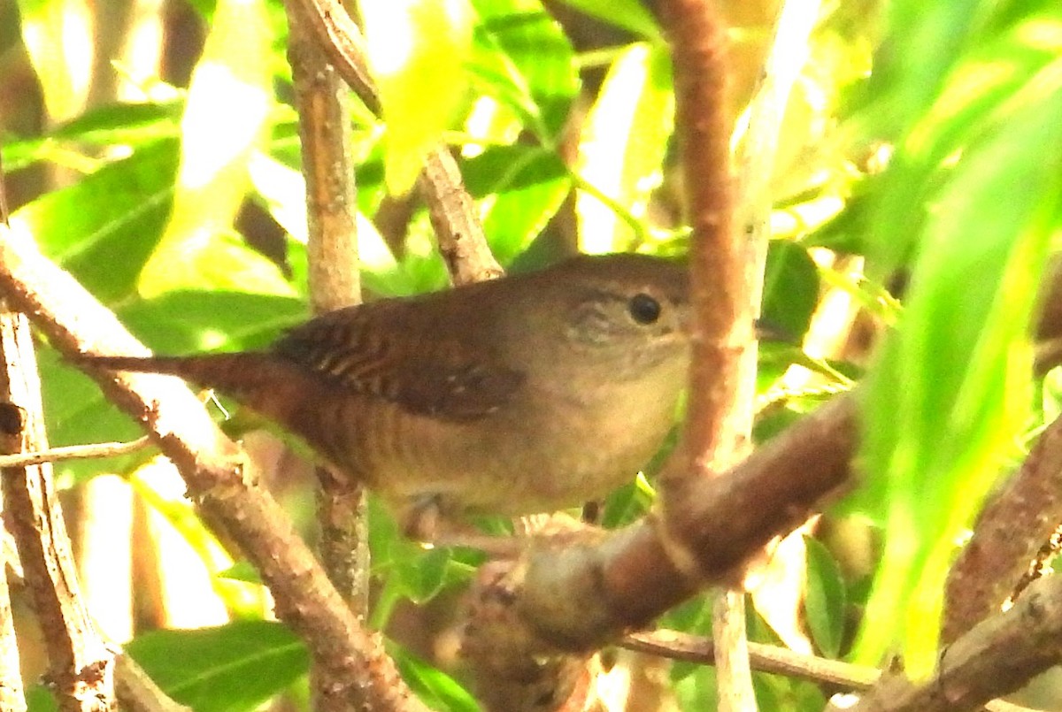 Northern House Wren - ML646308761