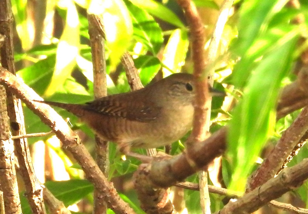 Northern House Wren - ML646308762