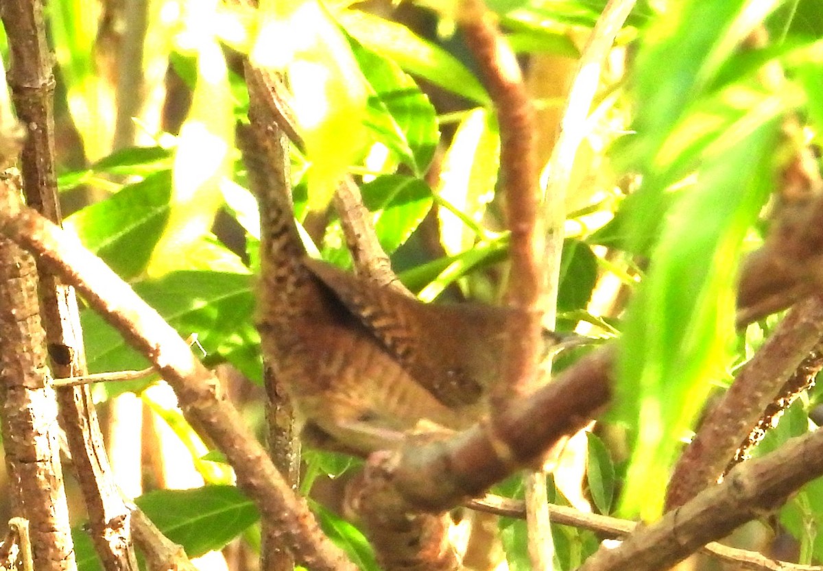 Northern House Wren - ML646308763