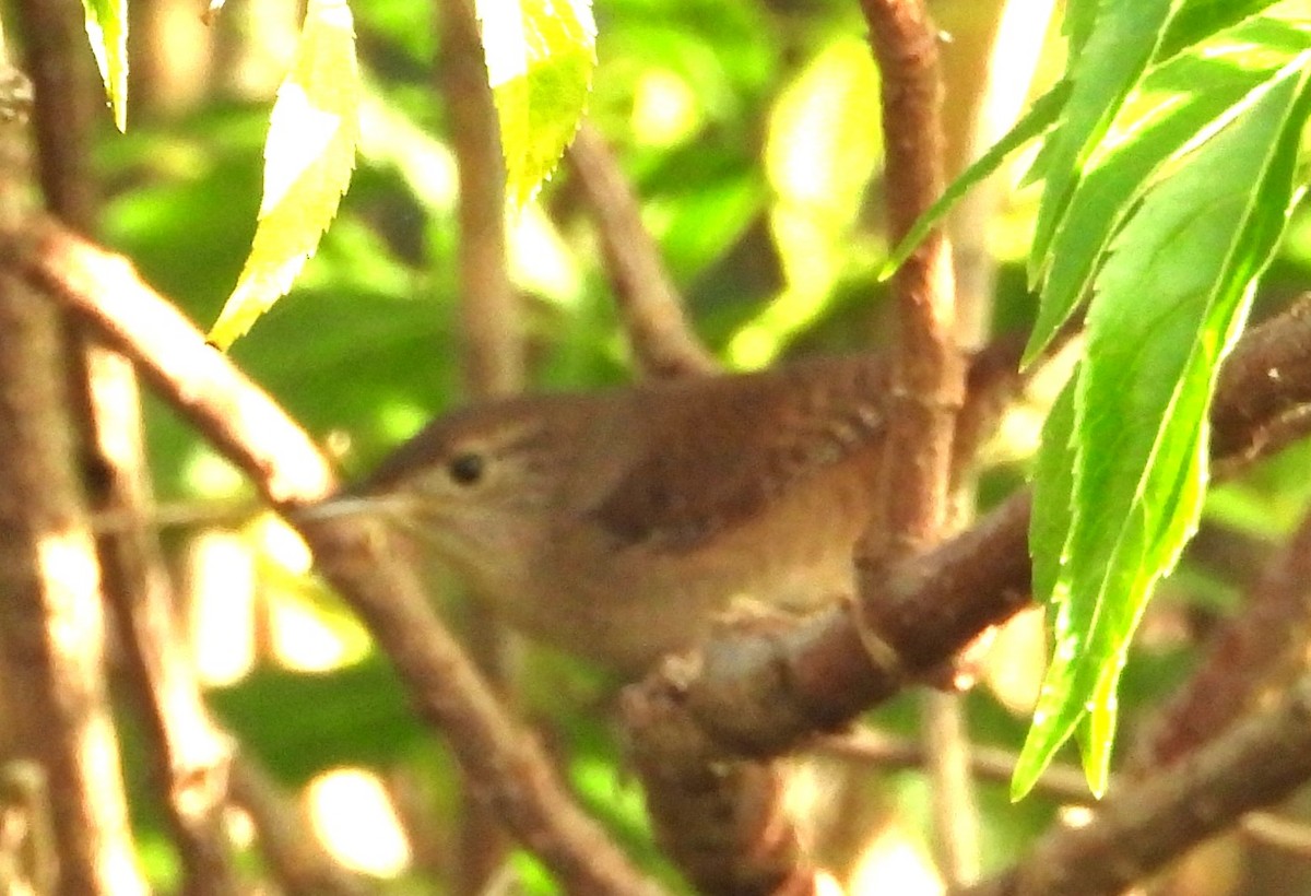 Northern House Wren - ML646308764