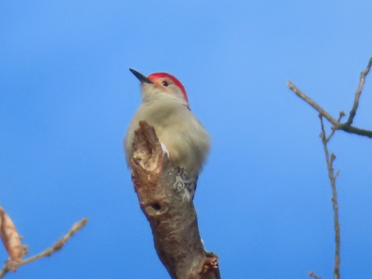 Red-bellied Woodpecker - ML646308765