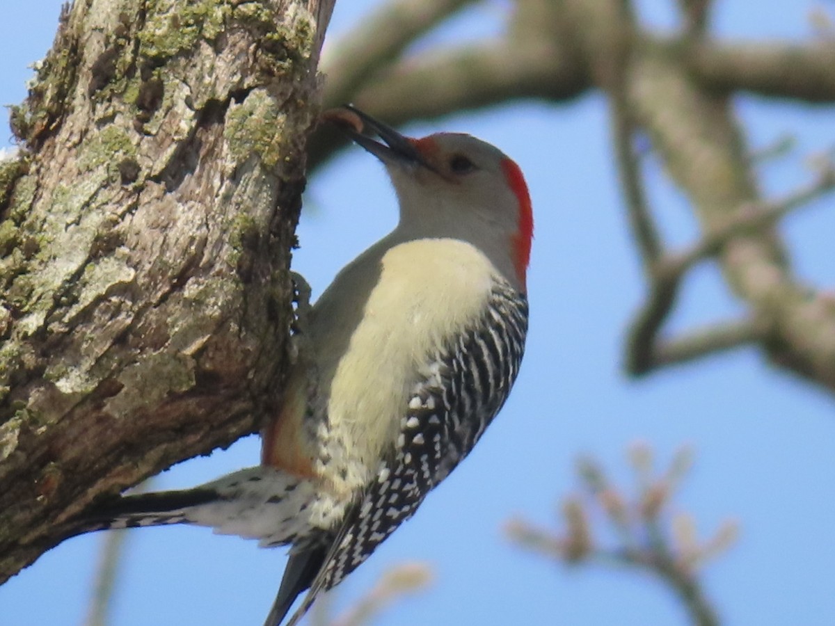 Red-bellied Woodpecker - ML646308766