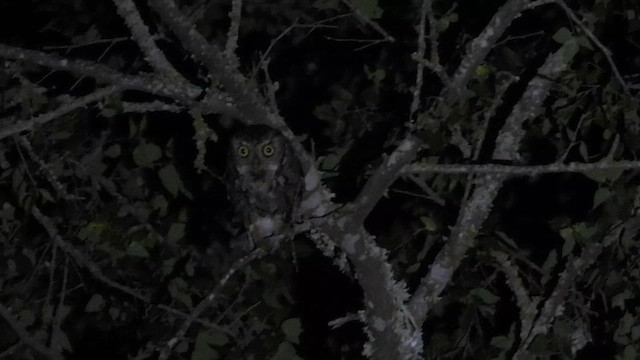 Eastern Screech-Owl (McCall's) - ML646308767