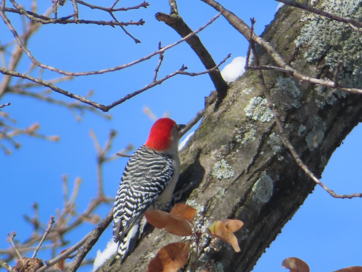 Red-bellied Woodpecker - ML646308769
