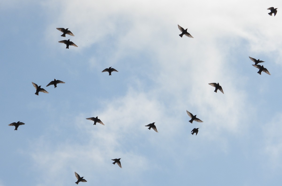 European Starling - ML646308770