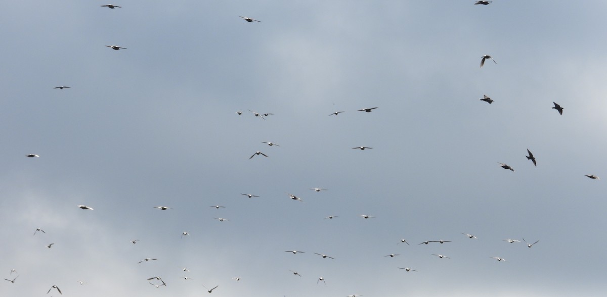 European Starling - ML646308771