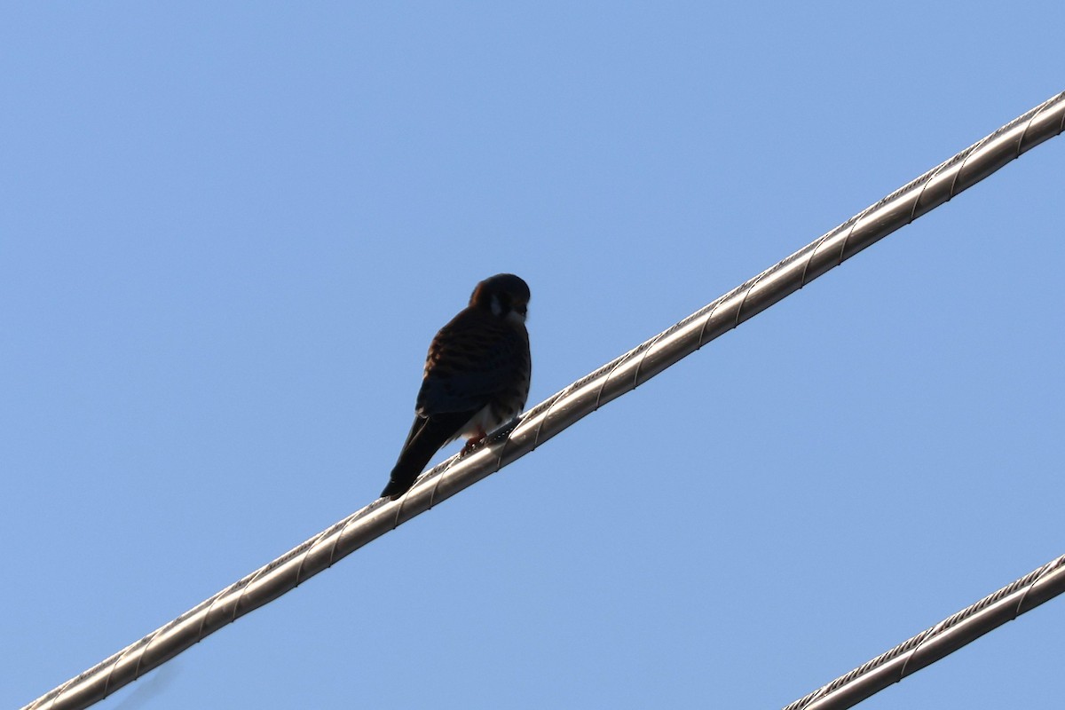 Belatz amerikarra - ML646308783