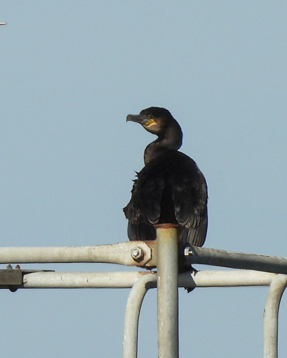 kormorán velký - ML646308784