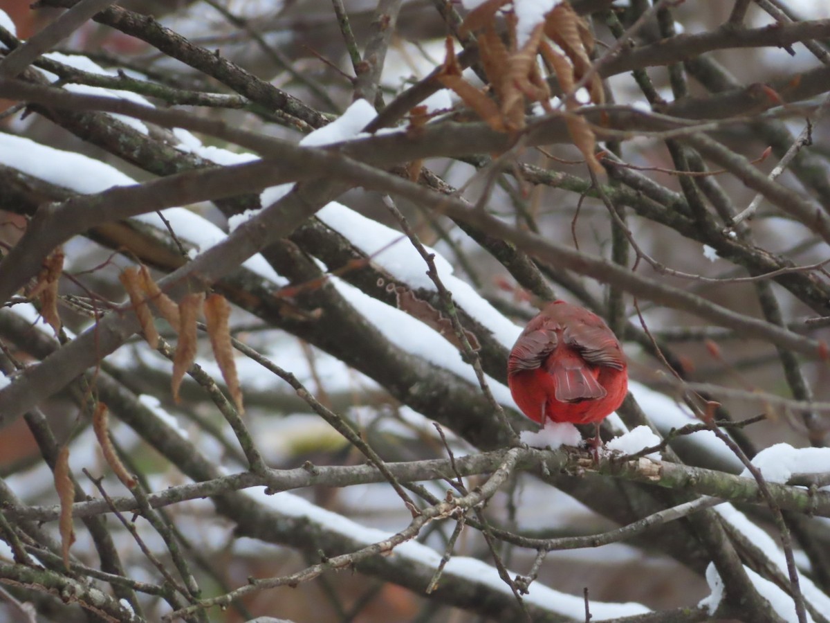 Northern Cardinal - ML646308786