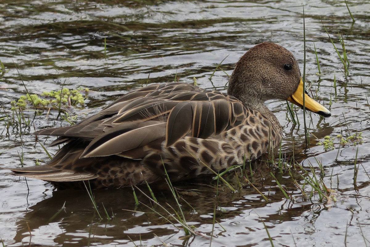 gulnebbstjertand - ML646308787