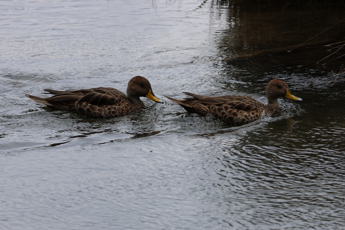 gulnebbstjertand - ML646308788