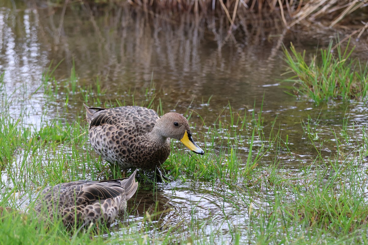gulnebbstjertand - ML646308789