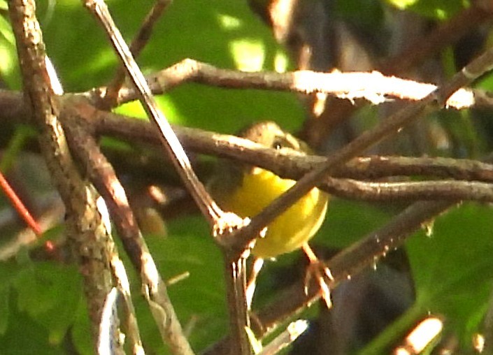 Common Yellowthroat - ML646308794
