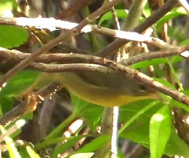 Common Yellowthroat - ML646308795