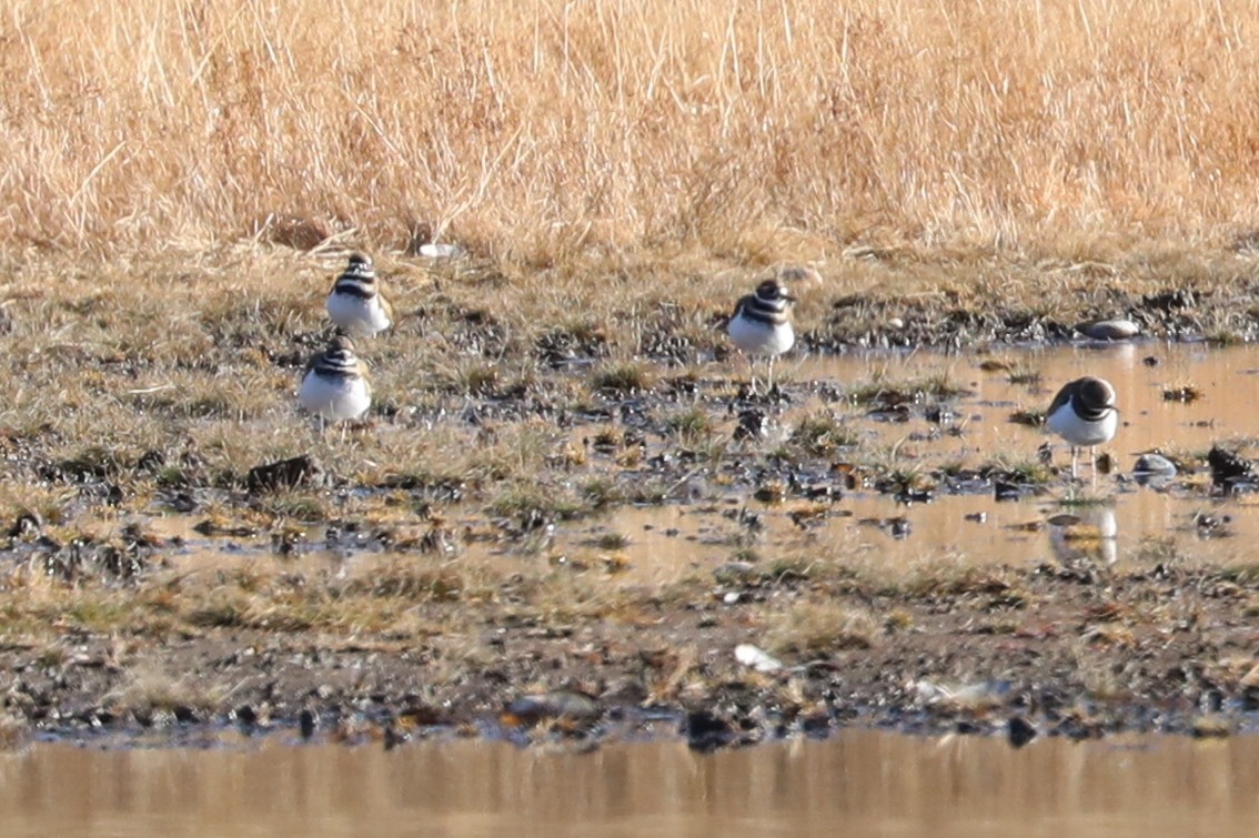 Killdeer - ML646308796