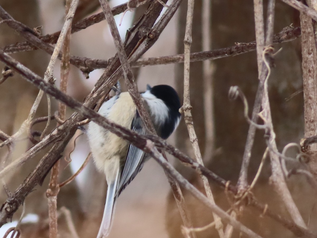 Carolina Chickadee - ML646308797