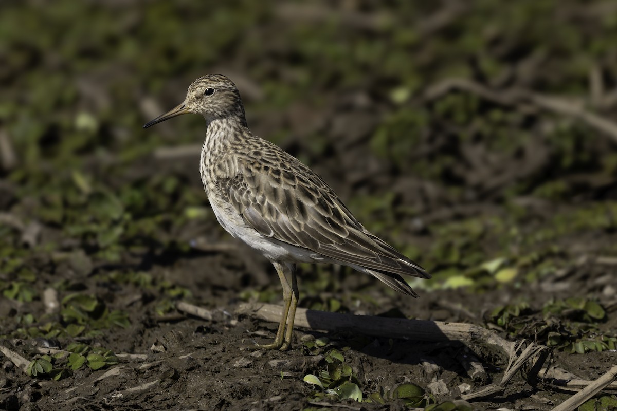 jespák skvrnitý - ML646308799