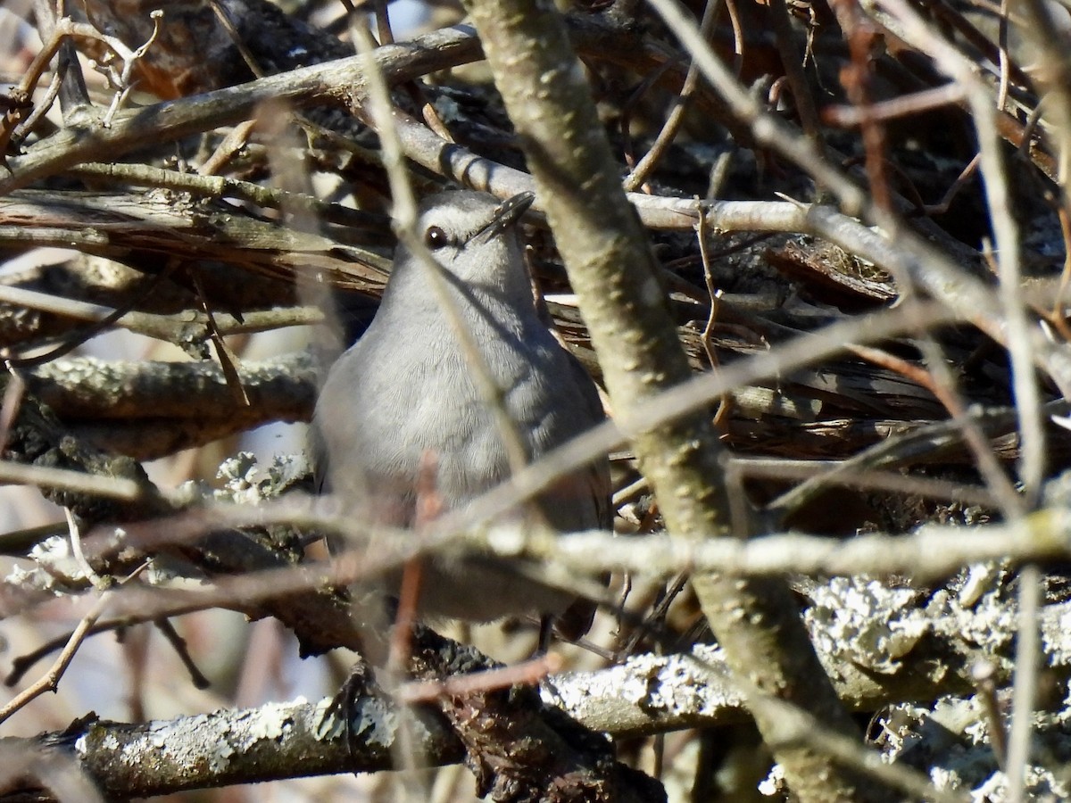 Gray Catbird - ML646308804
