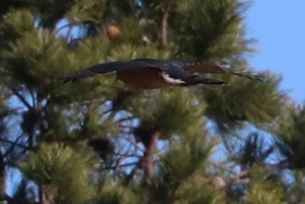 Sharp-shinned Hawk - ML646308806
