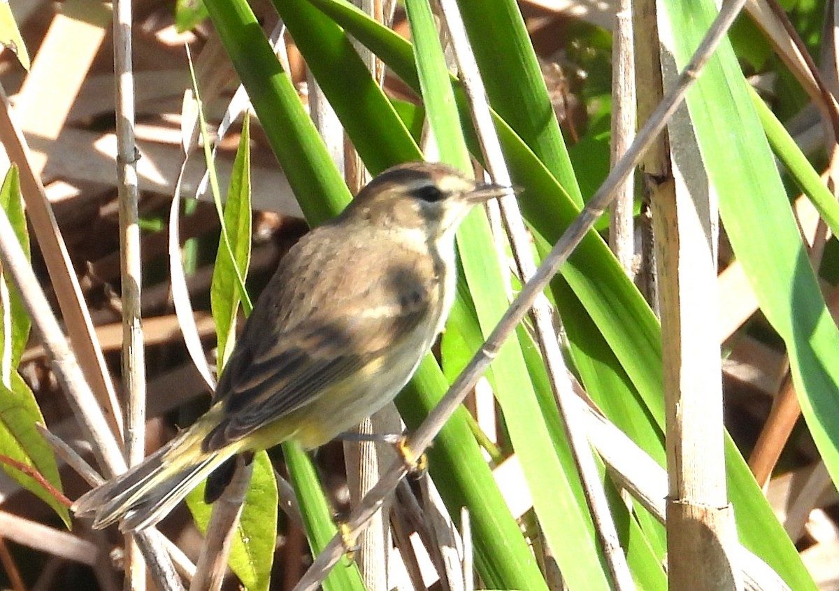 Palm Warbler - ML646308807