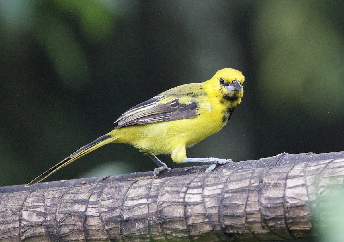 Трупіал жовтохвостий - ML646308808