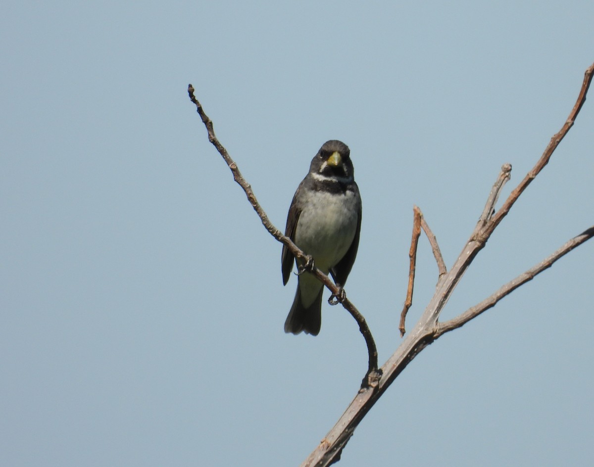 Double-collared Seedeater - ML646308811