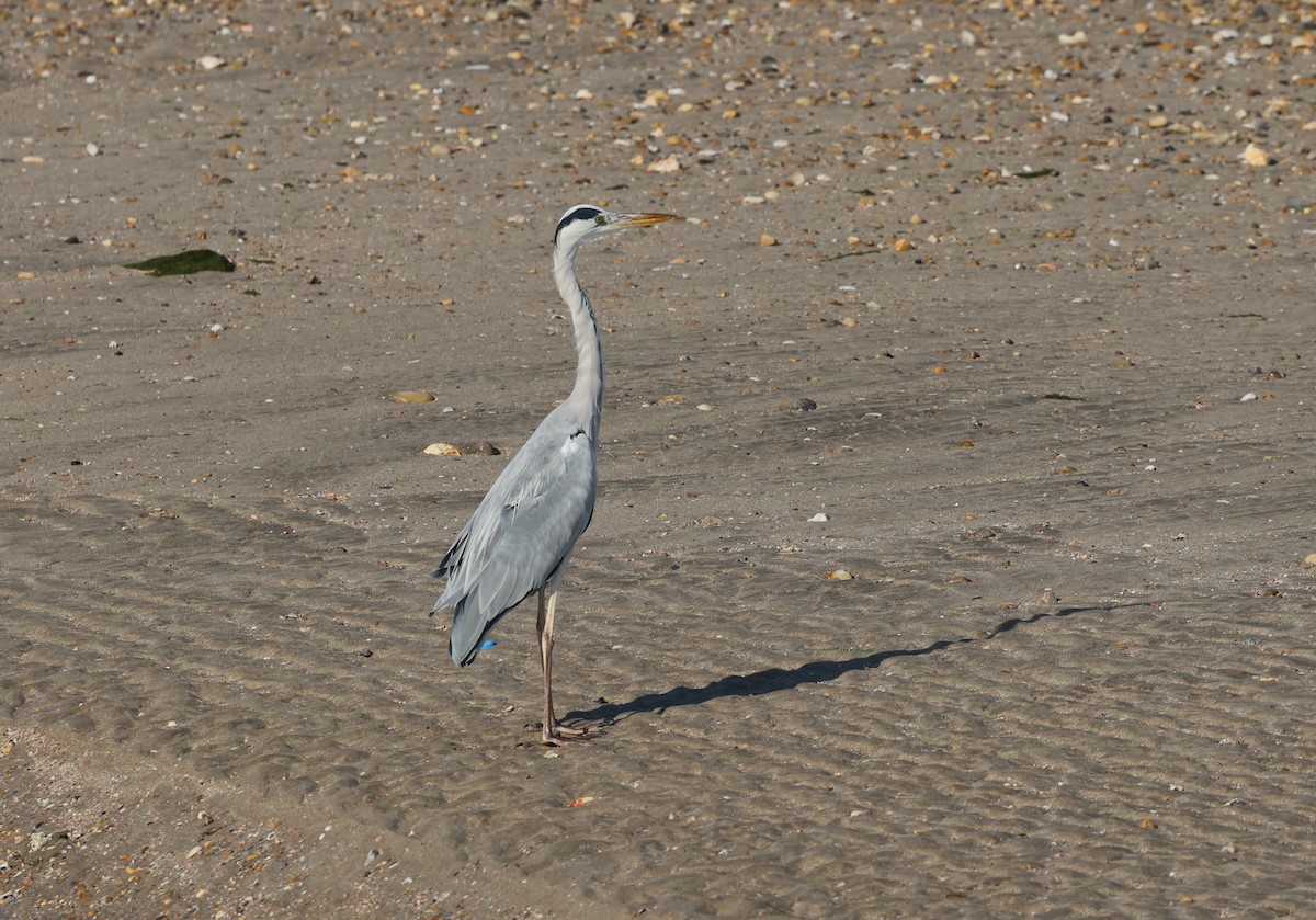 Gray Heron - ML646308818
